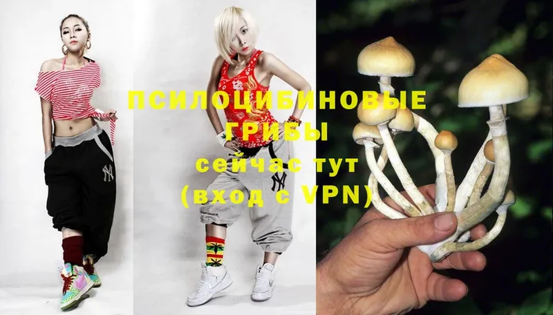 OMG   Клин  Псилоцибиновые грибы Cubensis 